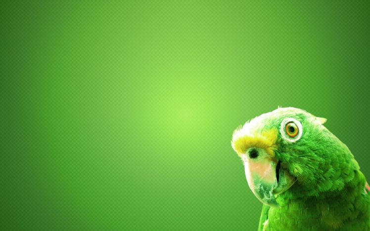 green, Parrot HD Wallpaper Desktop Background