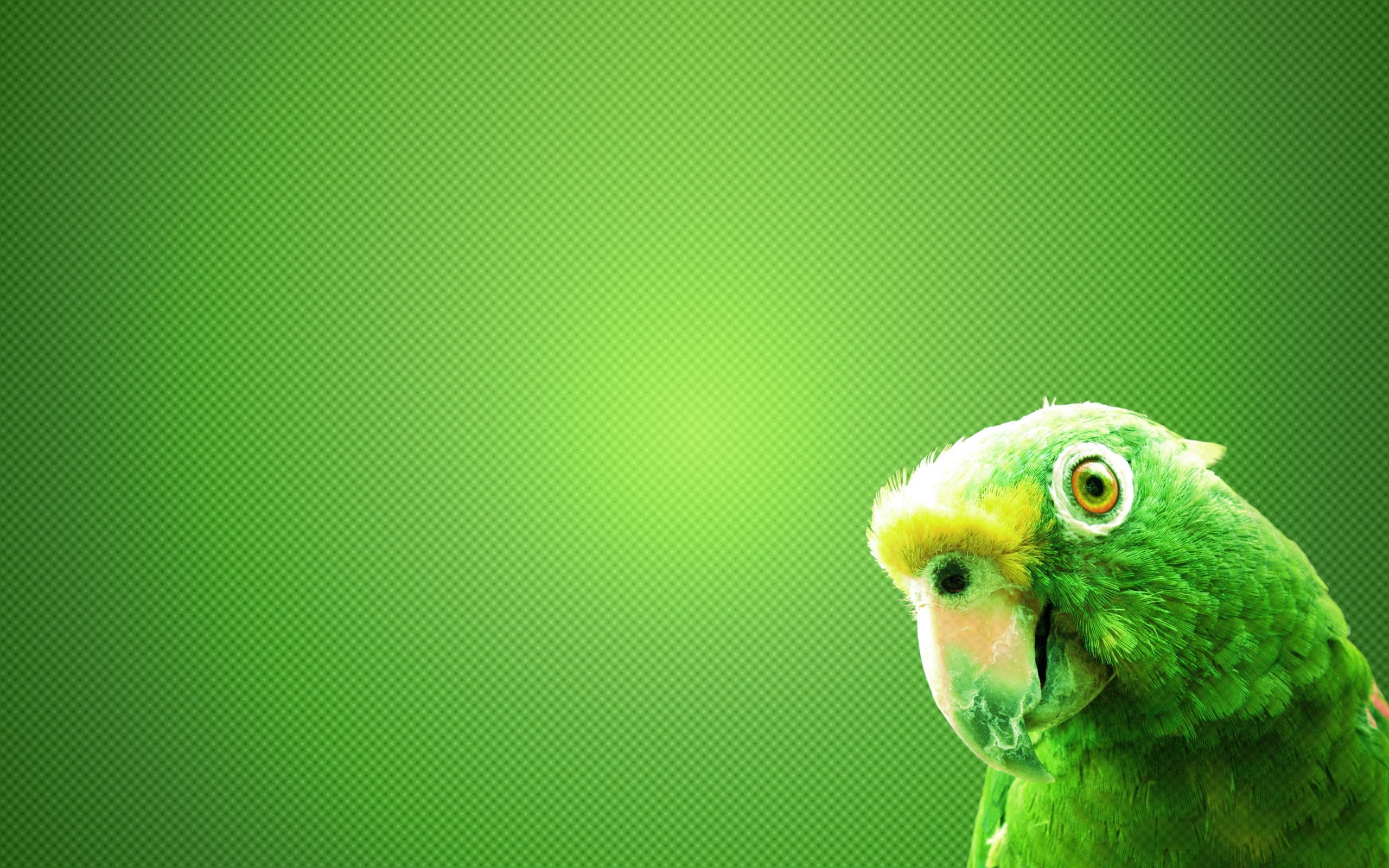 green, Parrot Wallpaper