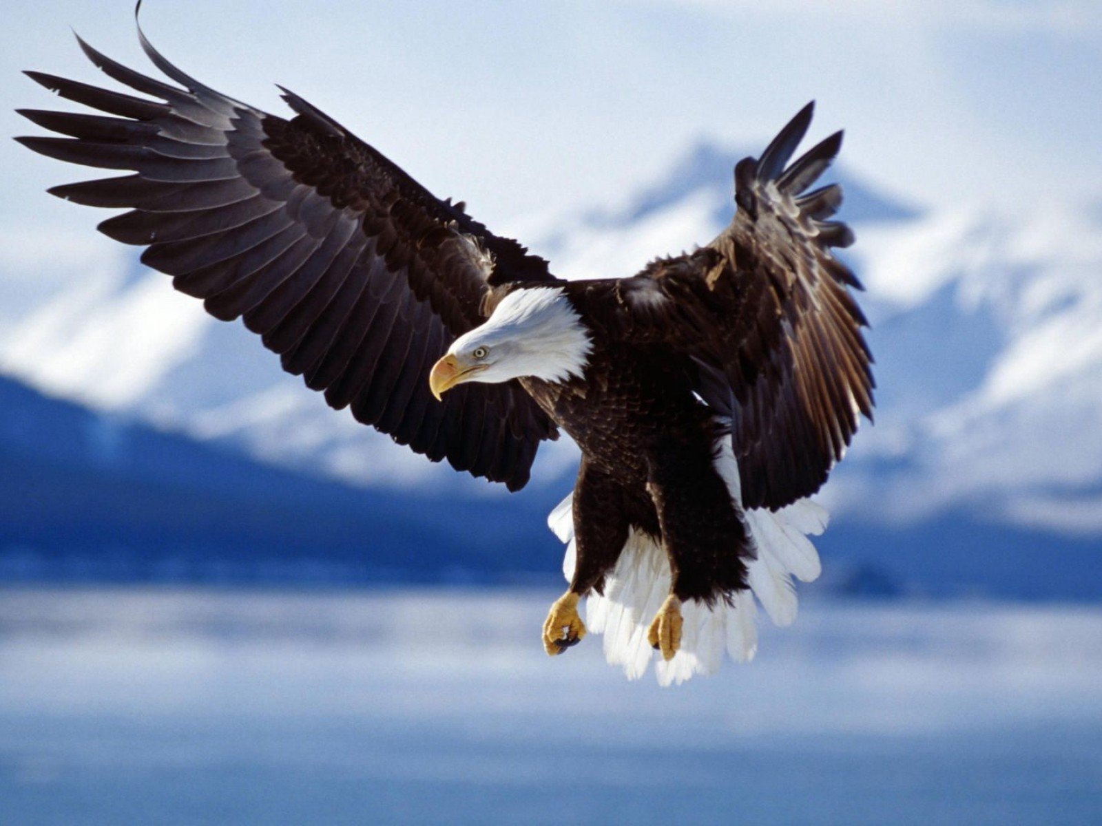 nature Wallpaper