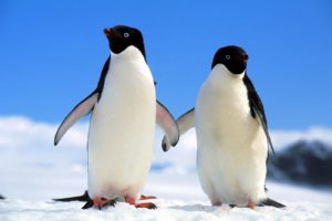birds, Penguins