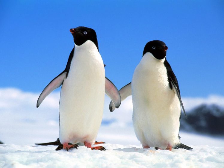 birds, Penguins HD Wallpaper Desktop Background