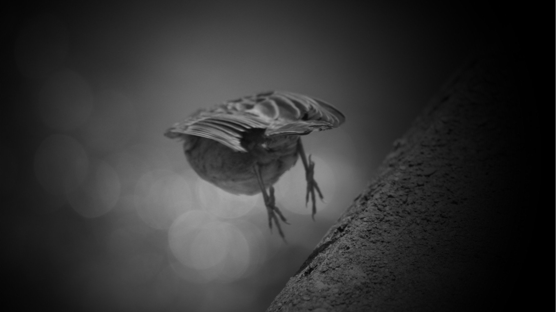 Black And White Birds Animals Sparrow Flight Monotone Ledge Wallpapers Hd Desktop And Mobile Backgrounds