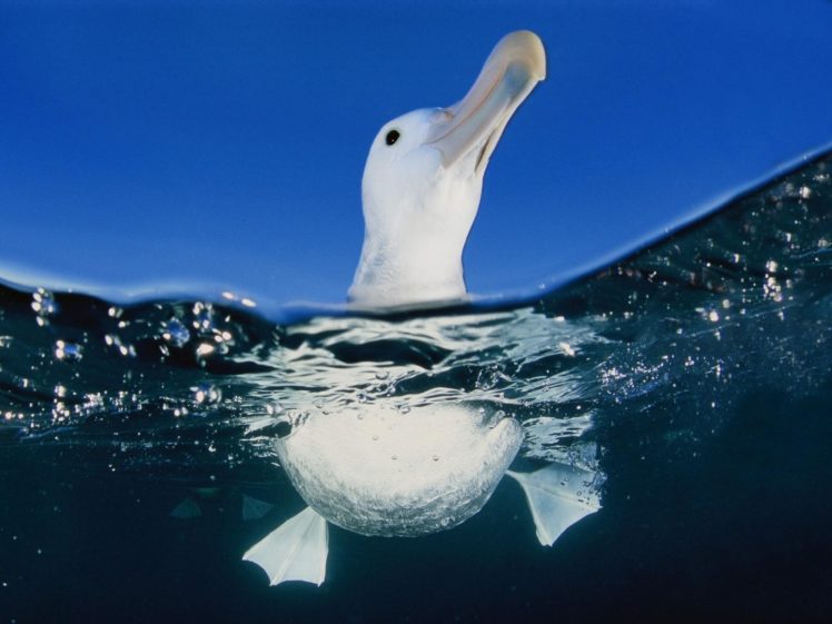 water, Birds, Swimming, Albatross, Split view HD Wallpaper Desktop Background