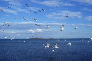 birds, Seagulls, Skyscapes, Sea