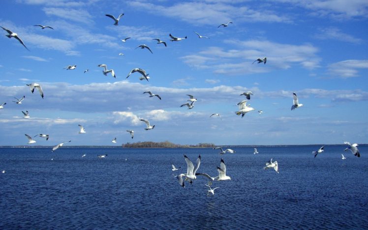 birds, Seagulls, Skyscapes, Sea HD Wallpaper Desktop Background