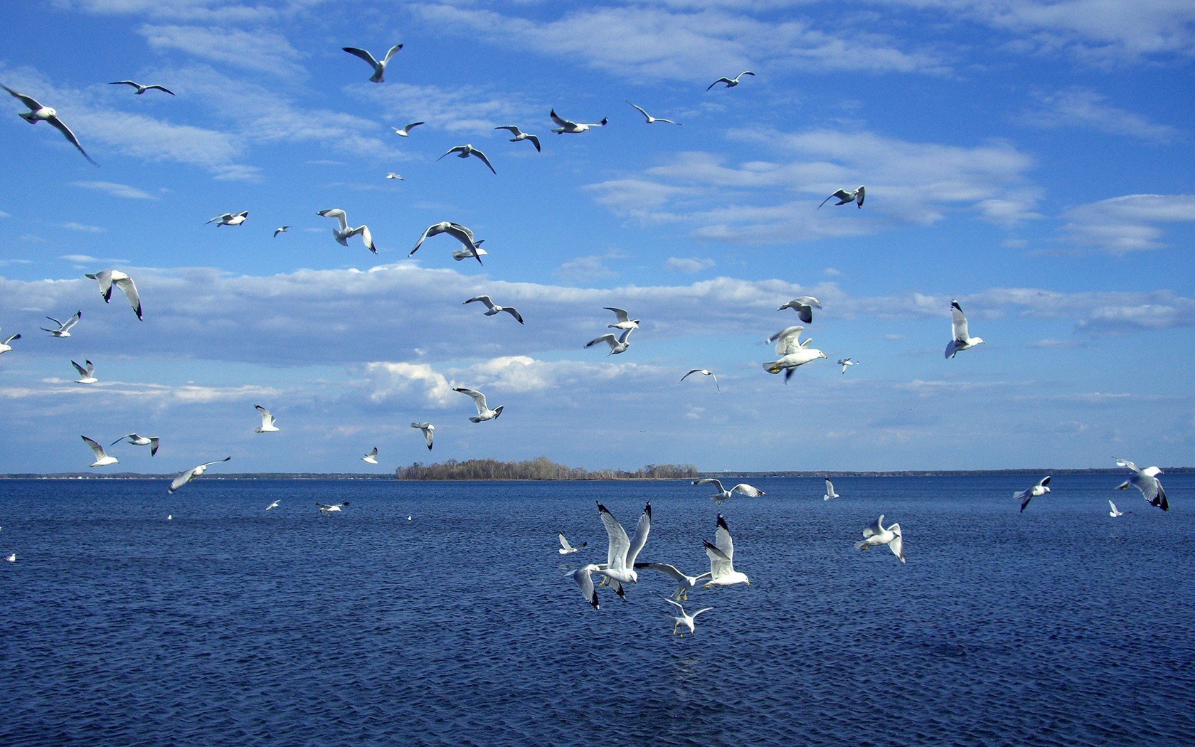 birds, Seagulls, Skyscapes, Sea Wallpaper