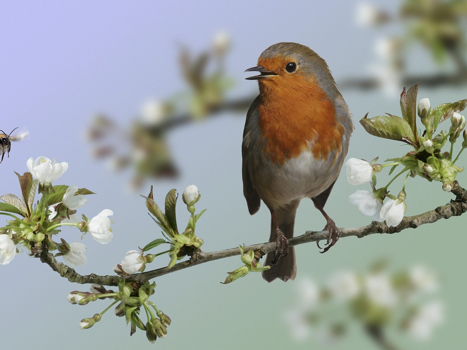 birds, Branches, White, Flowers, Robins Wallpaper