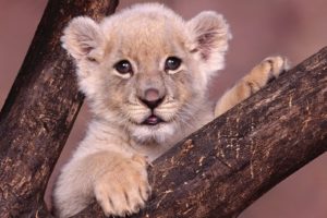 animals, Cubs, Lions, White, Lions, Baby, Animals