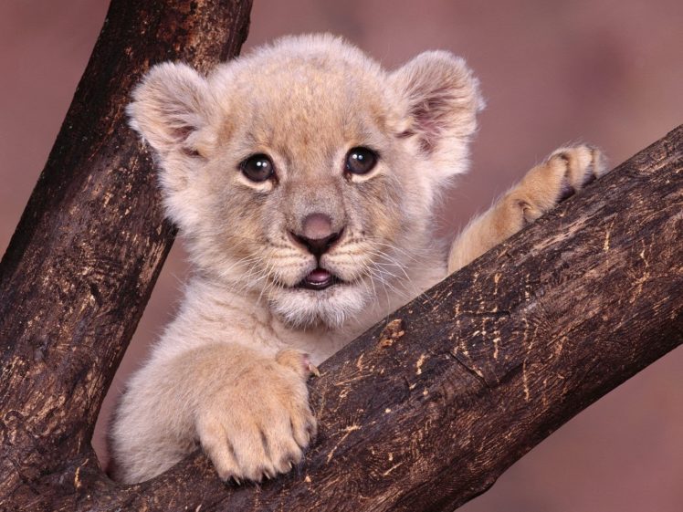 animals, Cubs, Lions, White, Lions, Baby, Animals HD Wallpaper Desktop Background