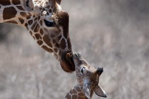 nature, Animals, Giraffes, Baby, Animals