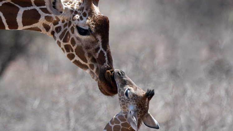 nature, Animals, Giraffes, Baby, Animals HD Wallpaper Desktop Background