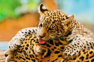 jaguar, Cub, And, Mother