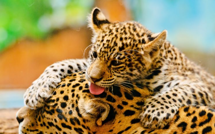 jaguar, Cub, And, Mother HD Wallpaper Desktop Background