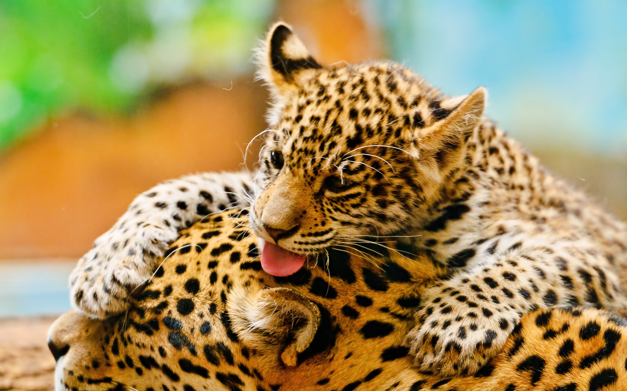 jaguar, Cub, And, Mother Wallpaper
