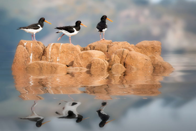 animals, Birds, Reflection, Water HD Wallpaper Desktop Background