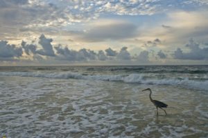birds, Waves, National, Geographic, Skyscapes, Sea