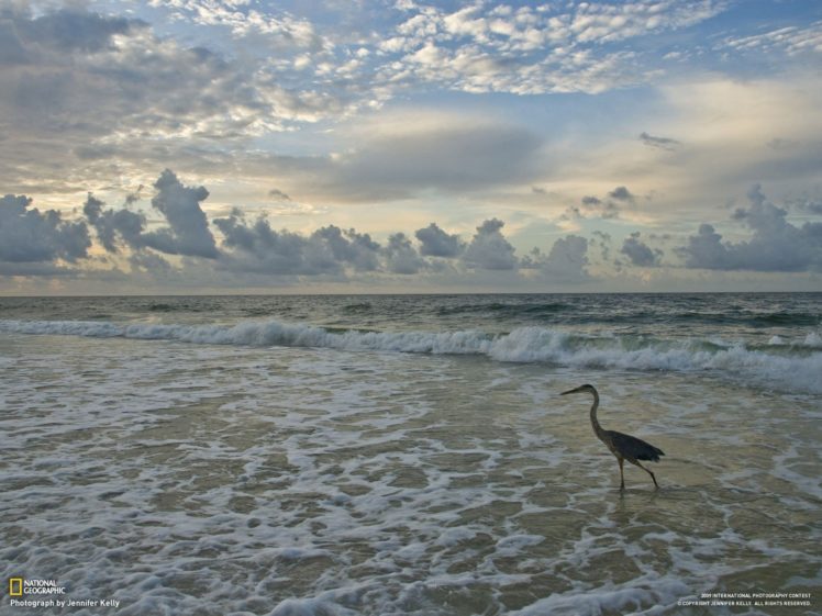 birds, Waves, National, Geographic, Skyscapes, Sea HD Wallpaper Desktop Background