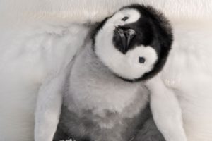 penguins, Emperor, Baby, Birds