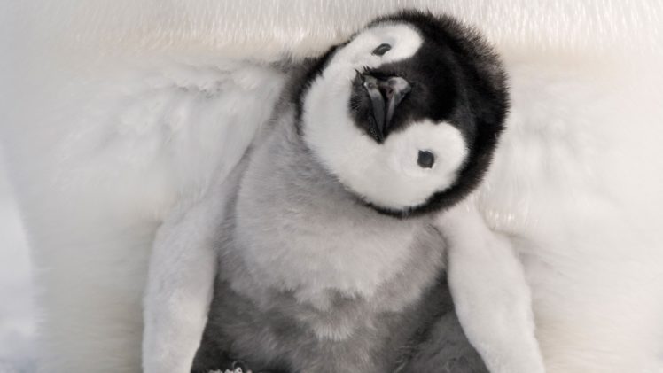 penguins, Emperor, Baby, Birds HD Wallpaper Desktop Background