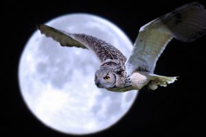 moon, Flightlfly, Flying, Owls, Skies, Night, Moonlight