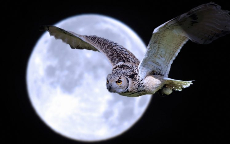 moon, Flightlfly, Flying, Owls, Skies, Night, Moonlight HD Wallpaper Desktop Background