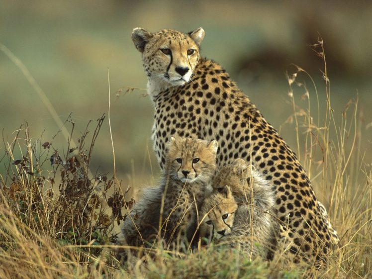 animals, Cheetahs, Baby, Animals HD Wallpaper Desktop Background