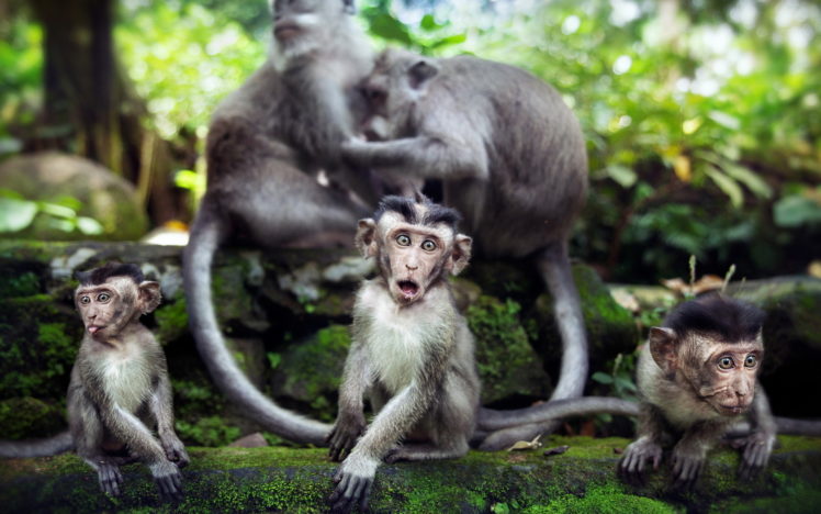 animals, Babies, Monkeys, Primates HD Wallpaper Desktop Background