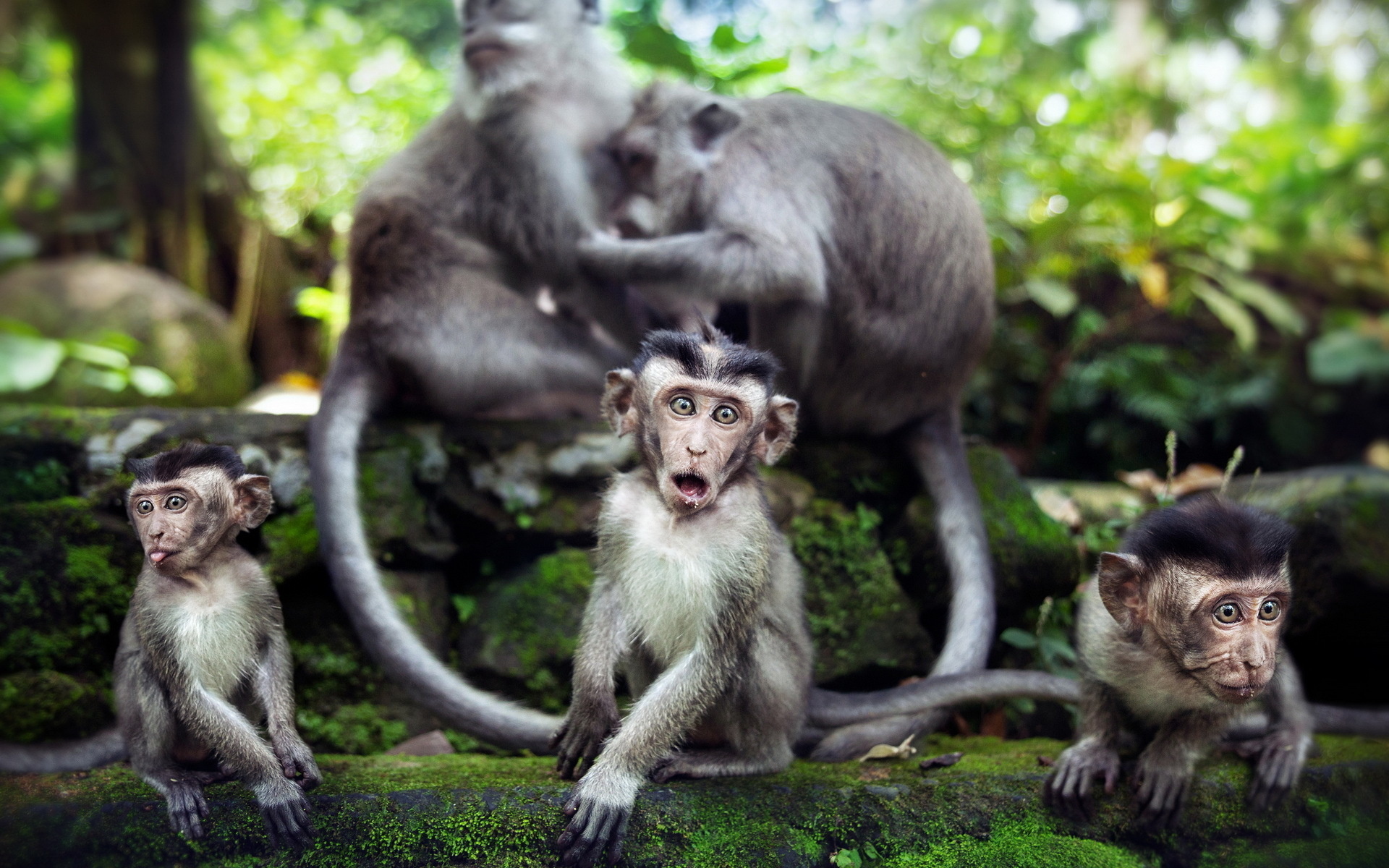 animals, Babies, Monkeys, Primates Wallpaper