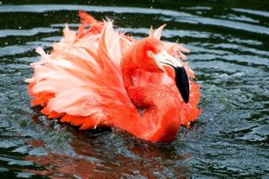 animals, Birds, Flamingo, Pink, Orange, Bright, Feathers
