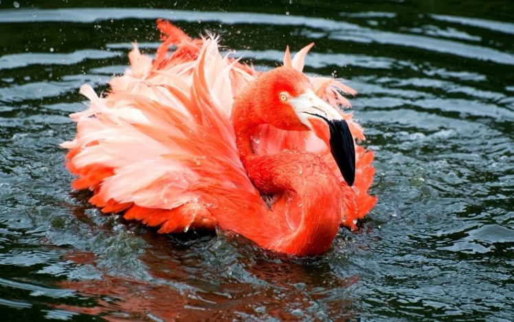 animals, Birds, Flamingo, Pink, Orange, Bright, Feathers HD Wallpaper Desktop Background