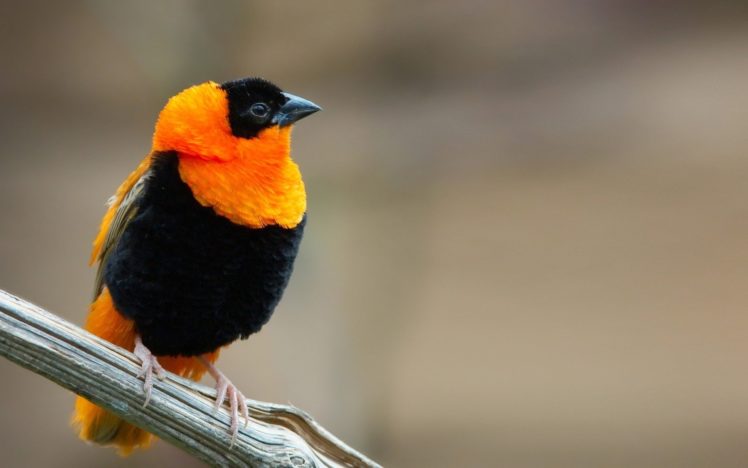 birds, Orange, Weaver, Birds HD Wallpaper Desktop Background