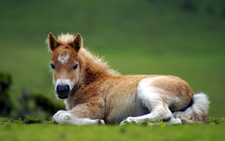 nature, Animals, Horses, Baby, Animals HD Wallpaper Desktop Background