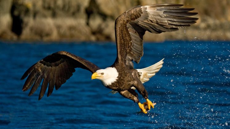 water, Birds, Eagles, Bald, Eagles HD Wallpaper Desktop Background