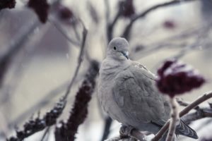 bird, Snow, Winter