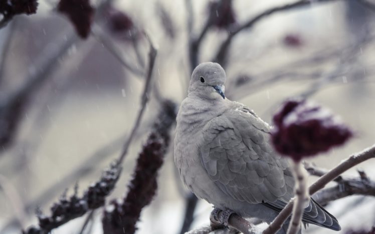 bird, Snow, Winter HD Wallpaper Desktop Background