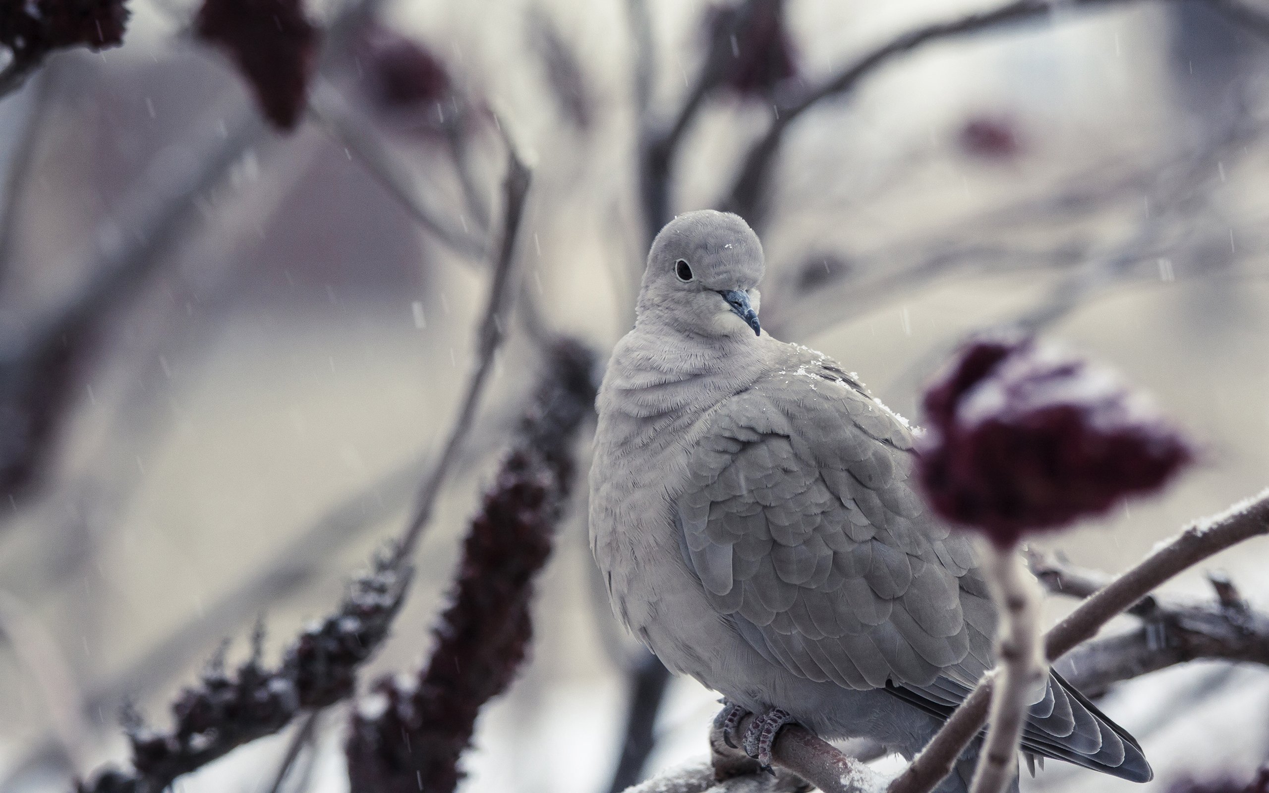bird, Snow, Winter Wallpaper