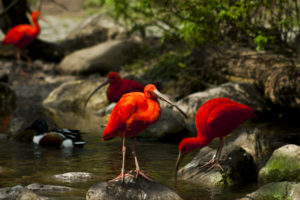 animals, Birds, Crane, Bill, Beak, Contrast, Red, Water, Stream, Lakes, Rocks, Nature, Wildlife, Trees, Legs