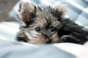animals, Puppies, Yorkshire, Terrier, Pets