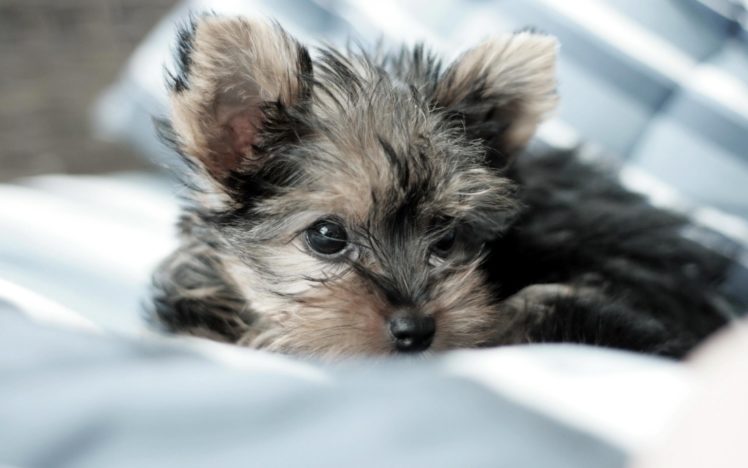 animals, Puppies, Yorkshire, Terrier, Pets HD Wallpaper Desktop Background