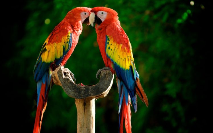birds, Parrots, Scarlet, Macaws HD Wallpaper Desktop Background