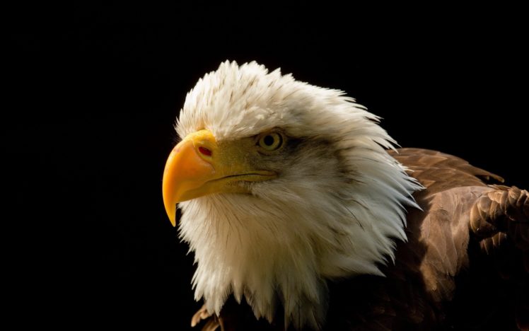 eagles HD Wallpaper Desktop Background