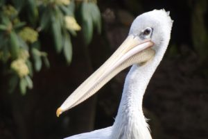 nature, Birds, Pelicans