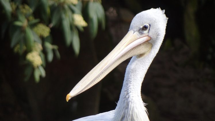 nature, Birds, Pelicans HD Wallpaper Desktop Background