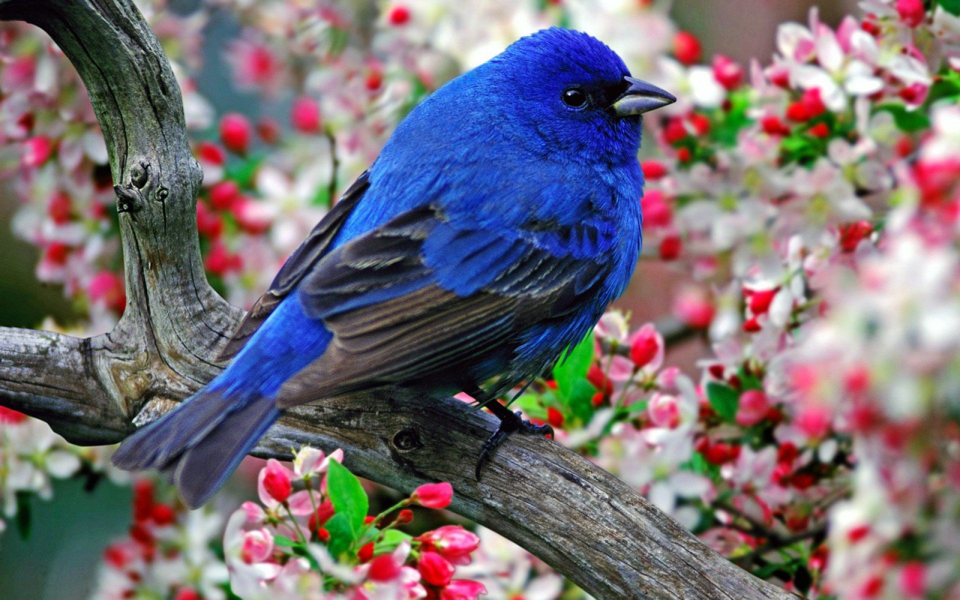 flowers, Birds, Branches Wallpapers HD / Desktop and Mobile Backgrounds