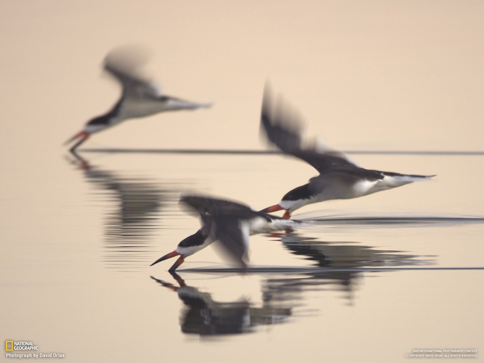 birds, National, Geographic Wallpaper