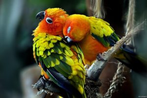 love, Parrots, Couple, Sun, Conure