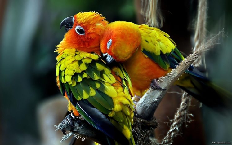 love, Parrots, Couple, Sun, Conure HD Wallpaper Desktop Background