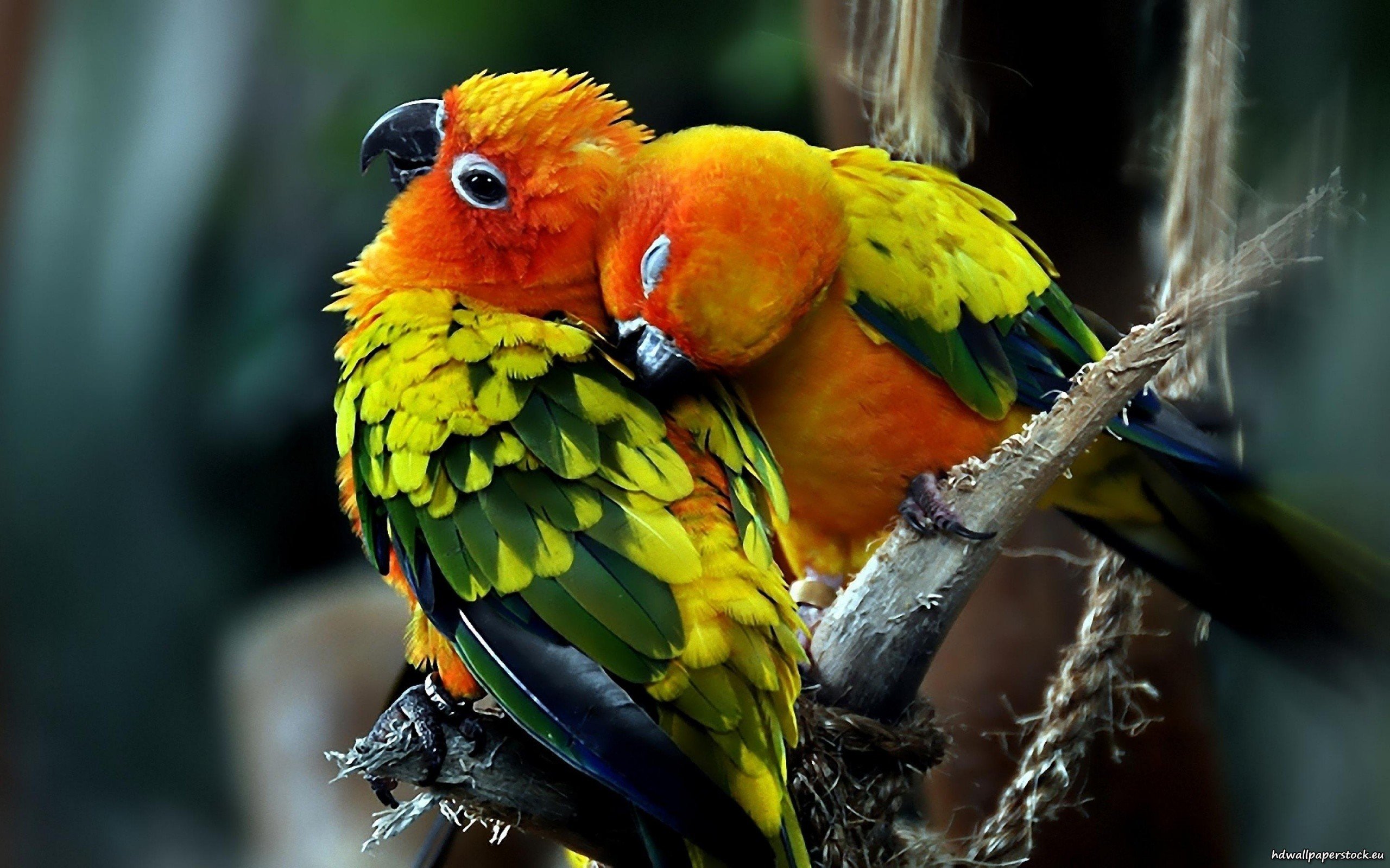 love, Parrots, Couple, Sun, Conure Wallpaper