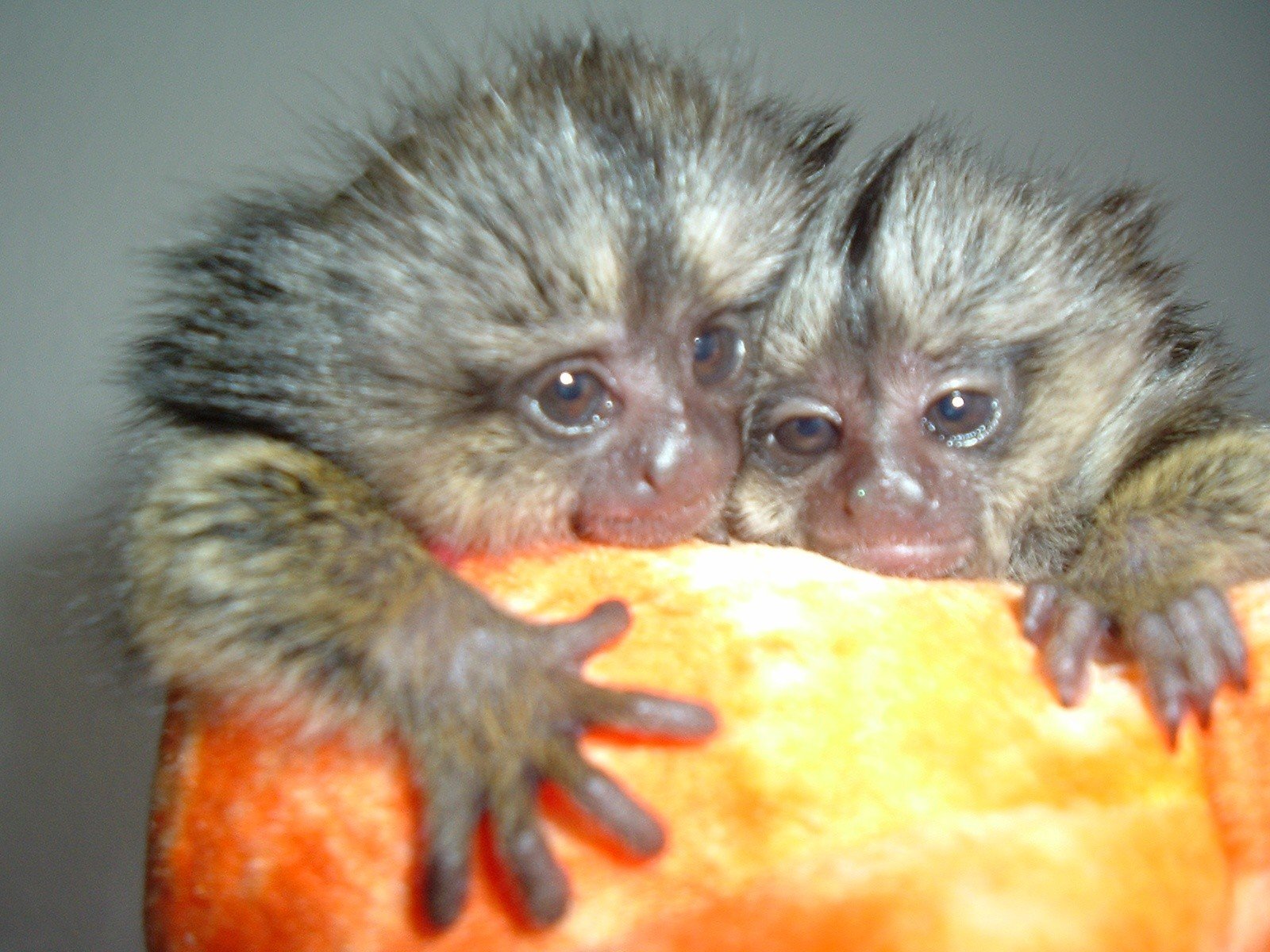 animals, Monkeys, Baby, Animals Wallpaper