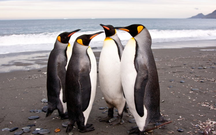 penguins, Animals, Birds, Feathers, Nature, Wildlife, Beaches, Ocean, Sea, Waves HD Wallpaper Desktop Background
